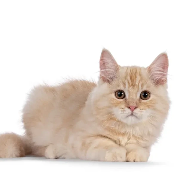 Cymric-Cat 02