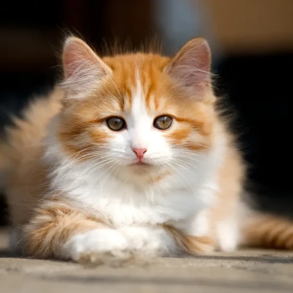 Cymric-Cat 03