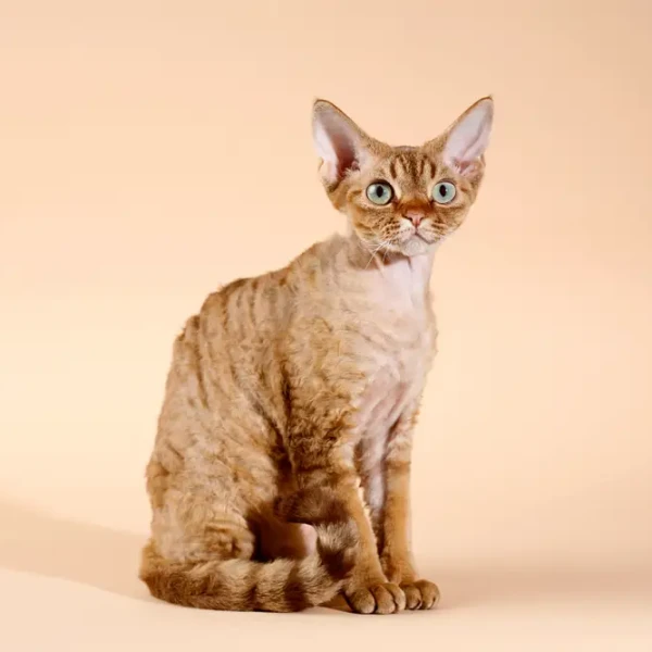 Devon-Rex 01