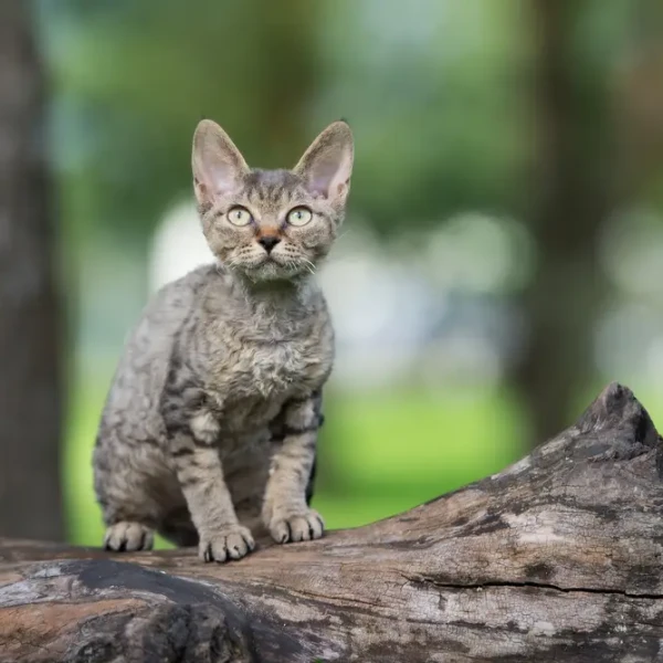 Devon-Rex 02