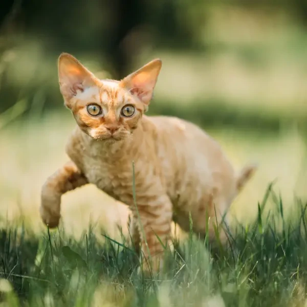 Devon-Rex 03
