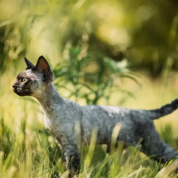 Devon-Rex 04