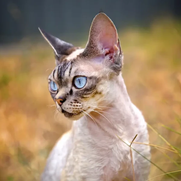 Devon-Rex 05
