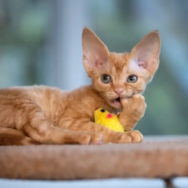 Devon-Rex 06