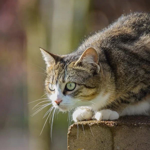 Le chat de gouttière : 12 000 ans d'histoire