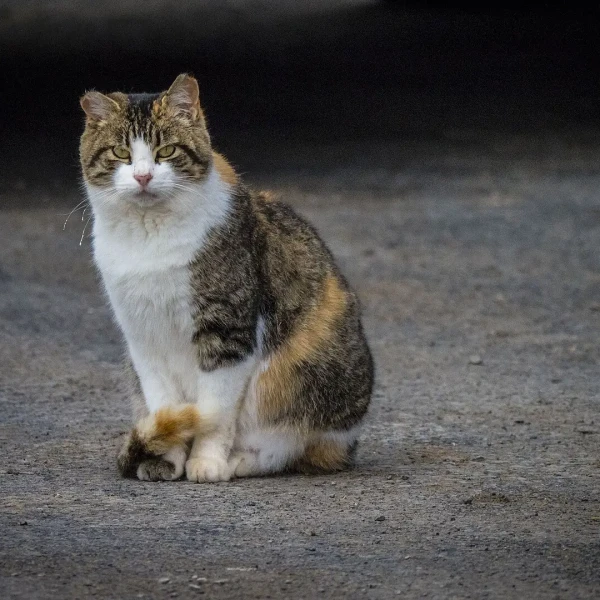 Chat de maison à poil court