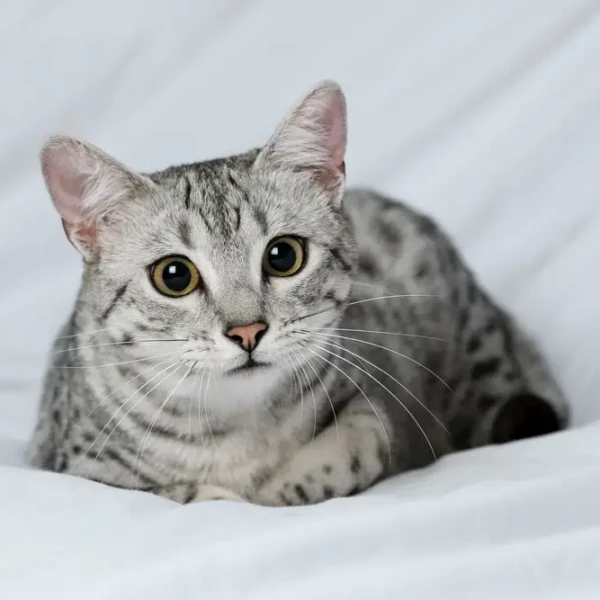 Egyptian-Mau 01