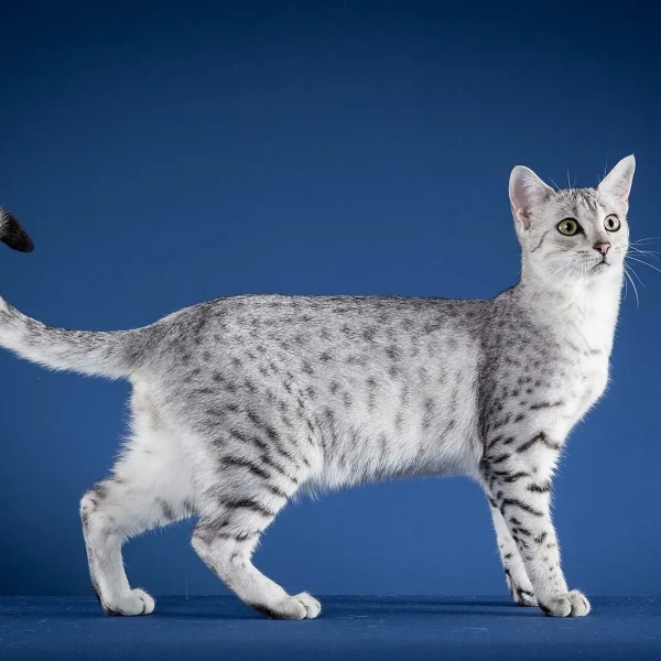 Egyptian-Mau 02
