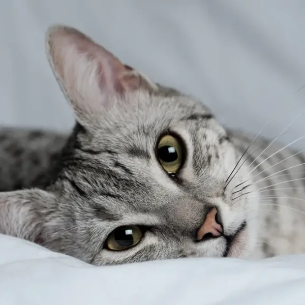 Egyptian-Mau 03
