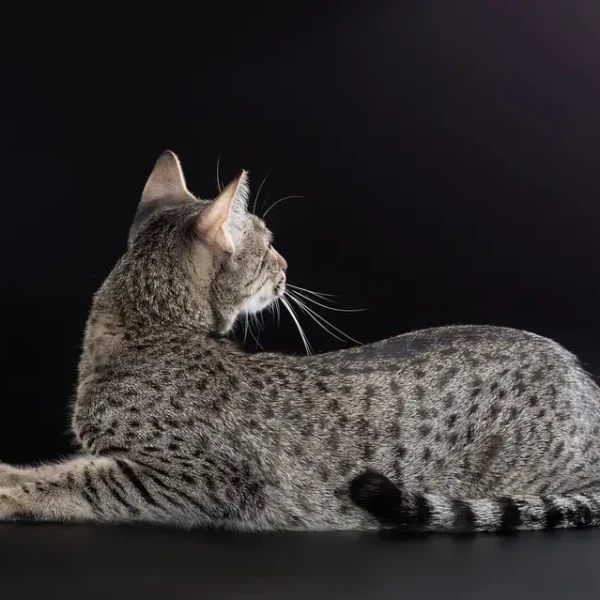 Egyptian-Mau 04