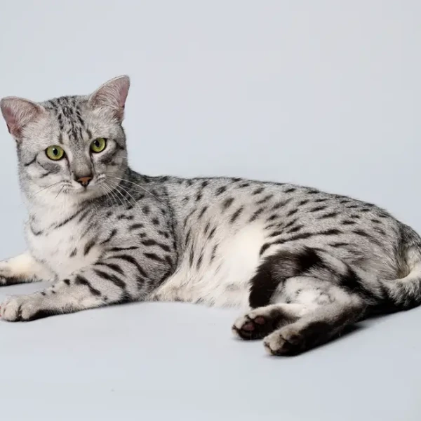 Egyptian-Mau 05