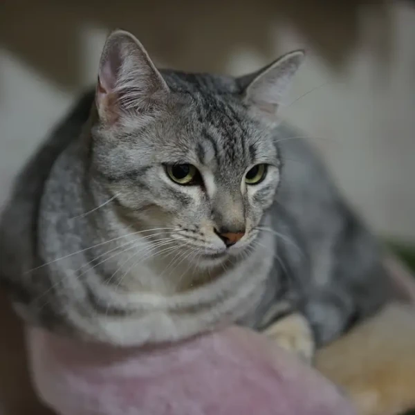 Egyptian-Mau 06