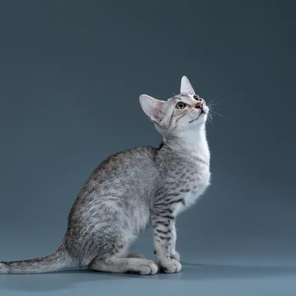 Egyptian-Mau 07