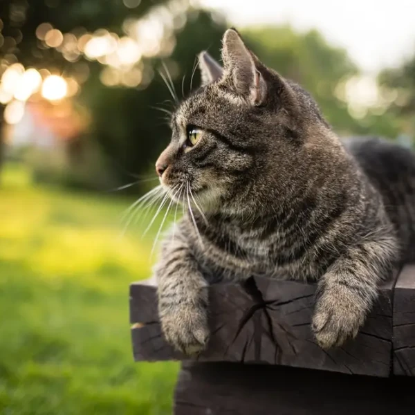 Européen (Chat européen)