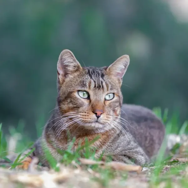 Européen (Chat européen)