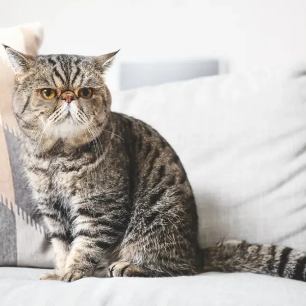 Exotic Shorthair (Persan à poil court)