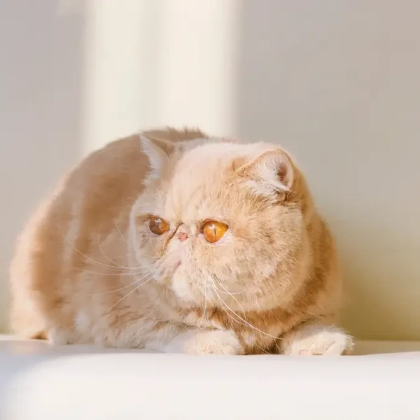 L'Exotic Shorthair : un ours en peluche qui respire fort