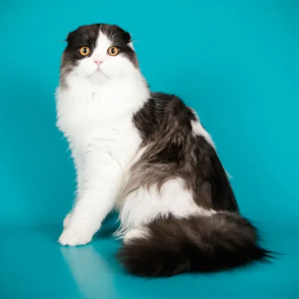 Highland Fold : la douceur d'un chat-hibou à poil long
