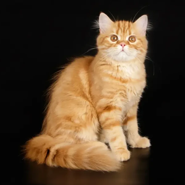 Highland Straight : l'élégance discrète du chat aux oreilles droites