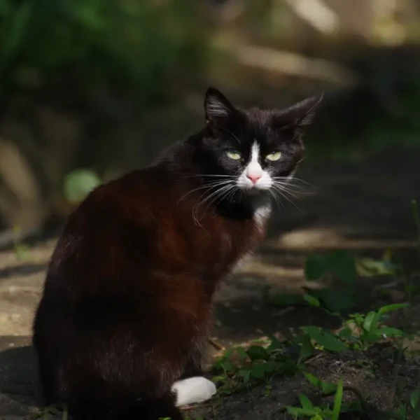 Bobtail japonais