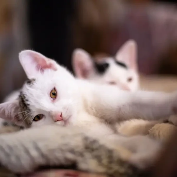 Bobtail japonais
