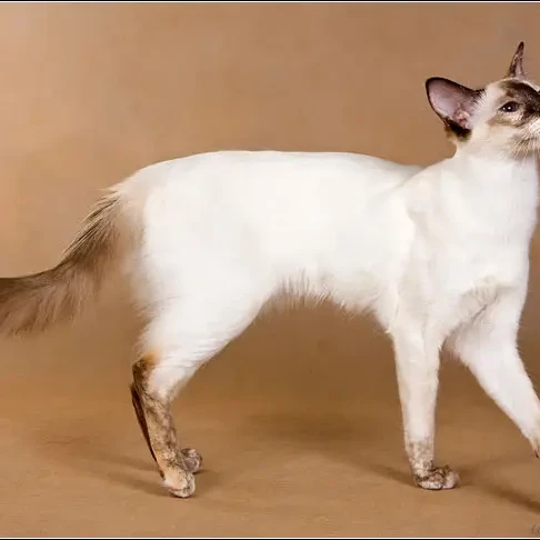 Javanese-Cat 02