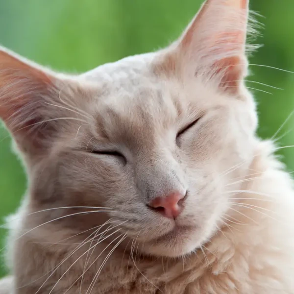 Javanese-Cat 03