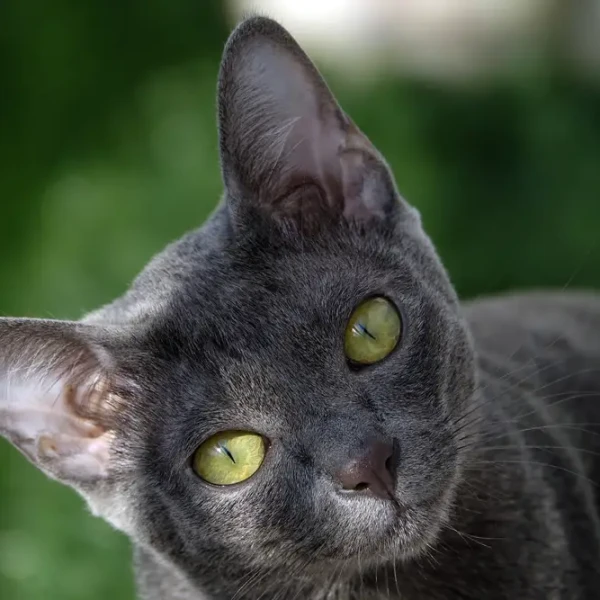 Korat