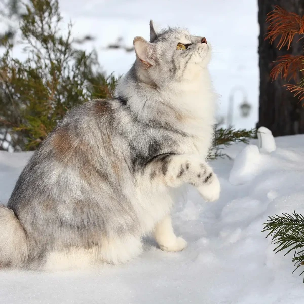 Kurilian-Bobtail 01