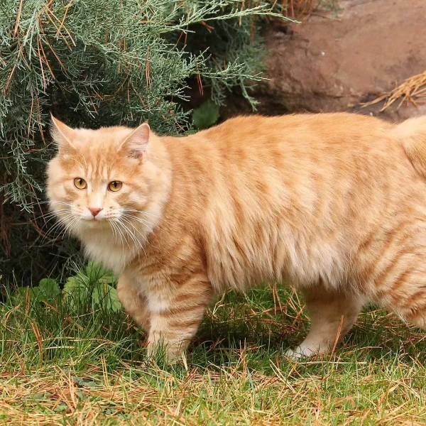 Kurilian-Bobtail 03