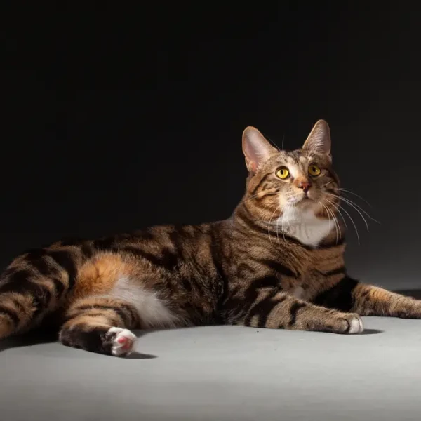Kurilian-Bobtail 04