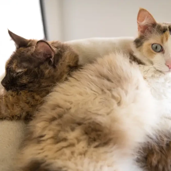 LaPerm : un chat aux boucles nées d'un accident de ferme