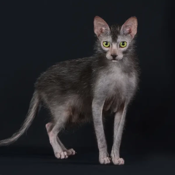 Lykoï