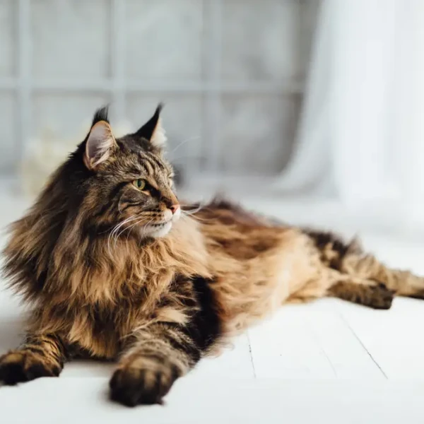 Maine-Coon 03