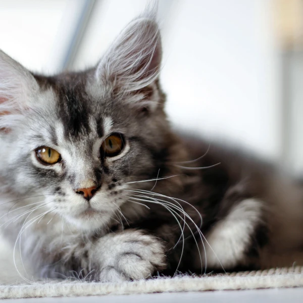 Maine-Coon 05
