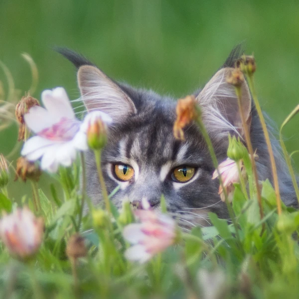Maine-Coon 06