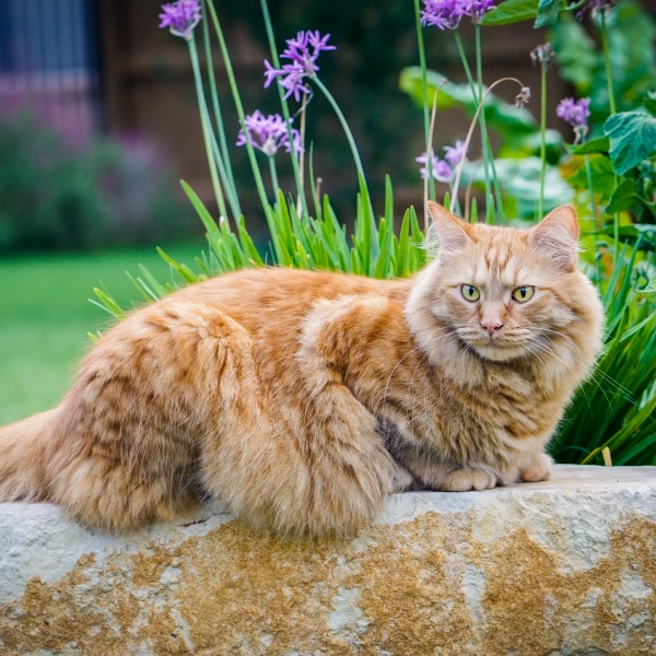 Maine-Coon 07