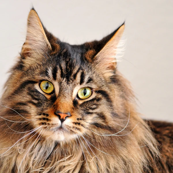 Maine-Coon 08