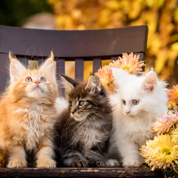 Maine-Coon 09