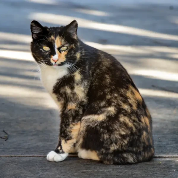 Manx-Cat 01