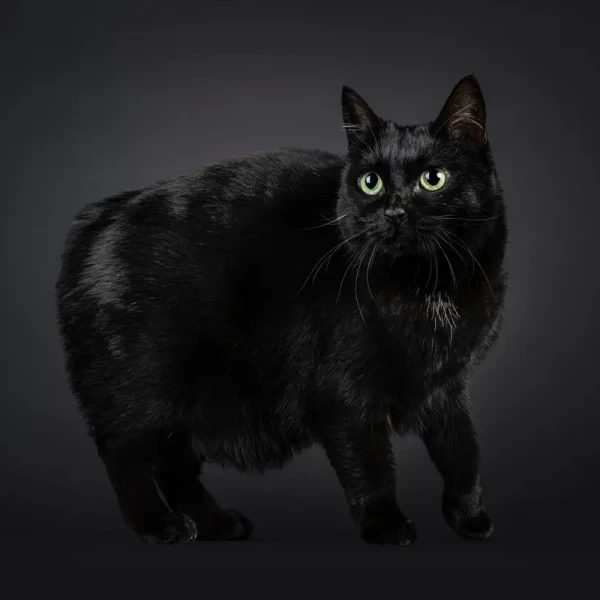 Manx-Cat 02