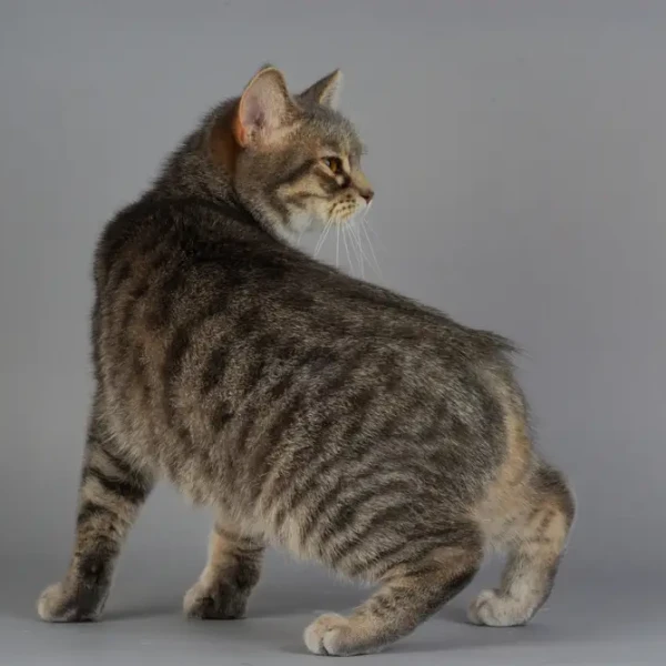 Manx-Cat 05