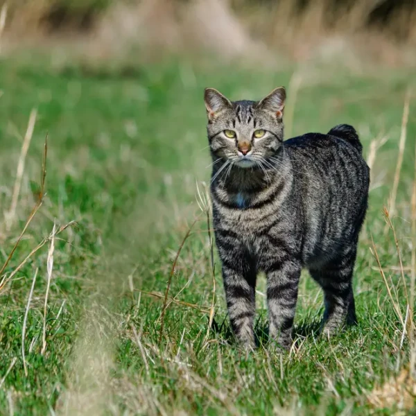 Manx-Cat 06