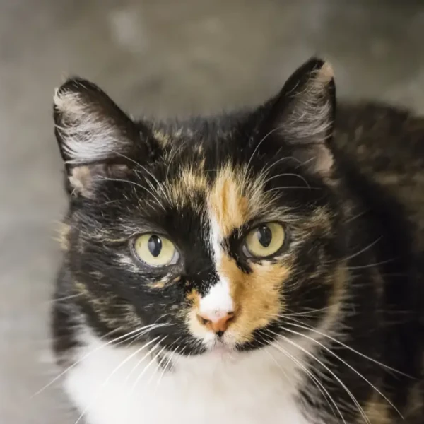 Manx-Cat 07