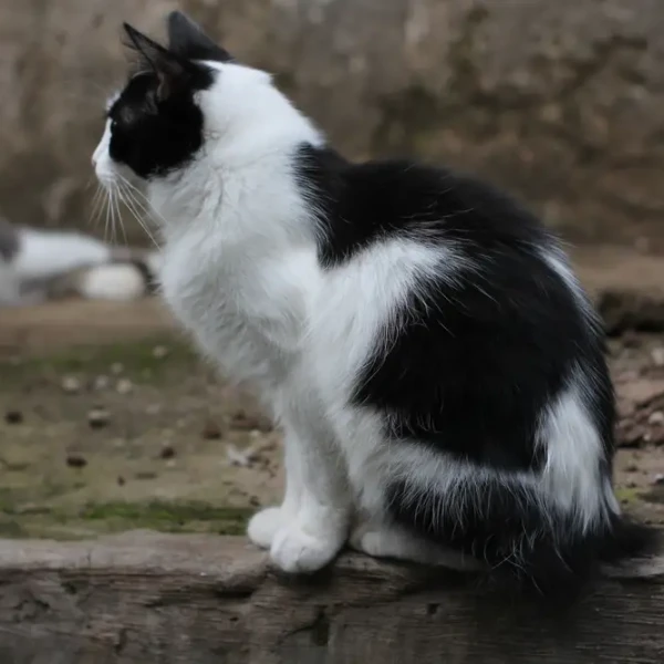 Manx-Cat 08