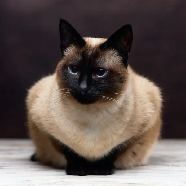 Mekong-Bobtail 01