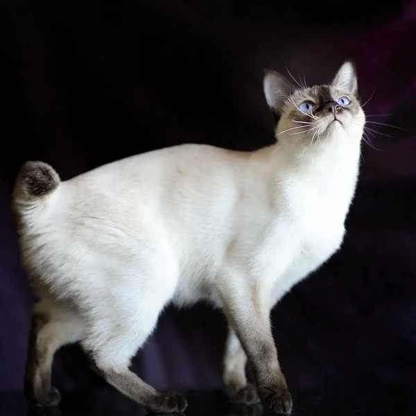 Mekong-Bobtail 02