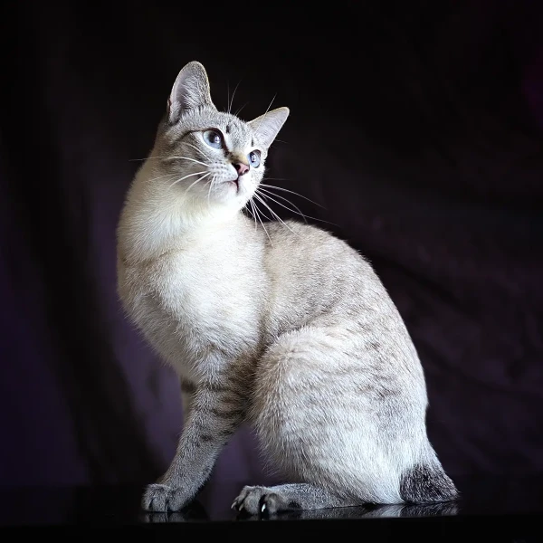 Mekong-Bobtail 05