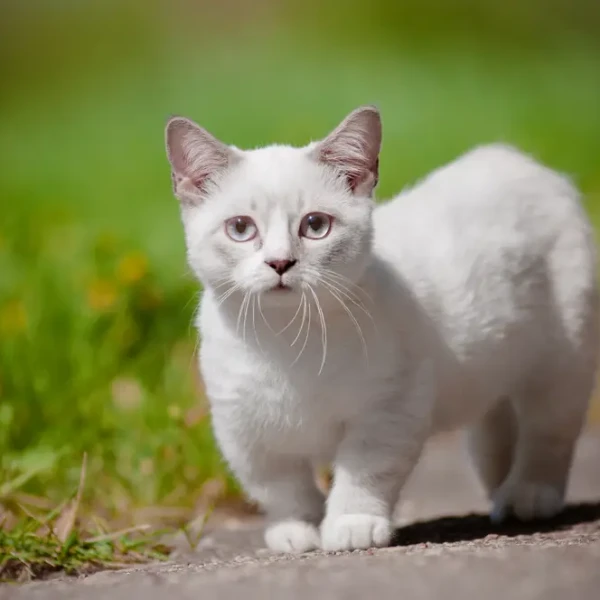 Munchkin-Cat 01