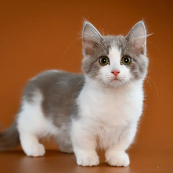 Munchkin-Cat 03